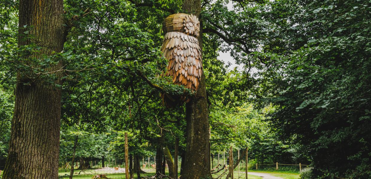 Træuglen i Hannerup Skov
