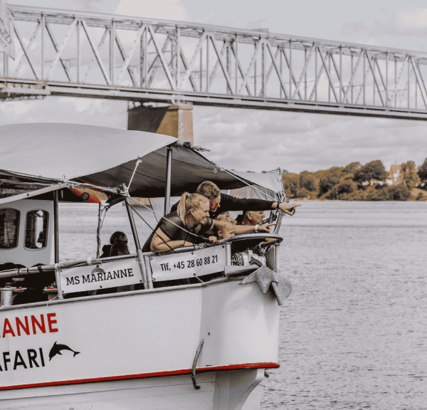 Hvalsafari på Lillebælt