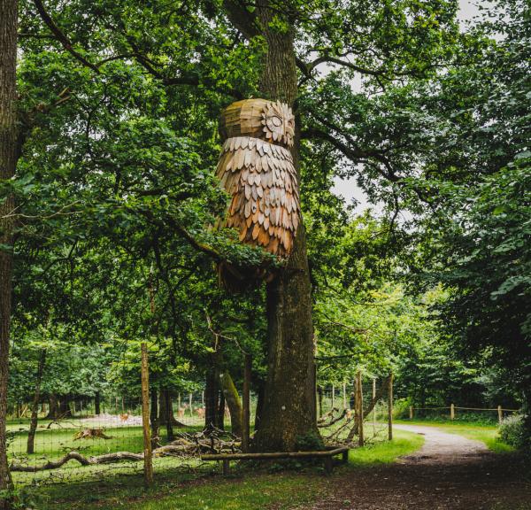 Træuglen i Hannerup Skov