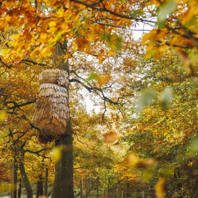 Ugle i Fuglsang skov i efterårsfarver